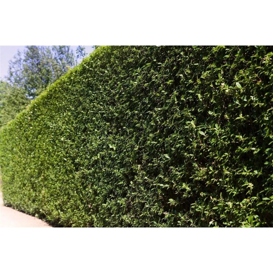 Ligustrum ovalifolium Heckenpflanze als grüner Strauch für den Garten, Höhe: 175-200 cm - Bild 2