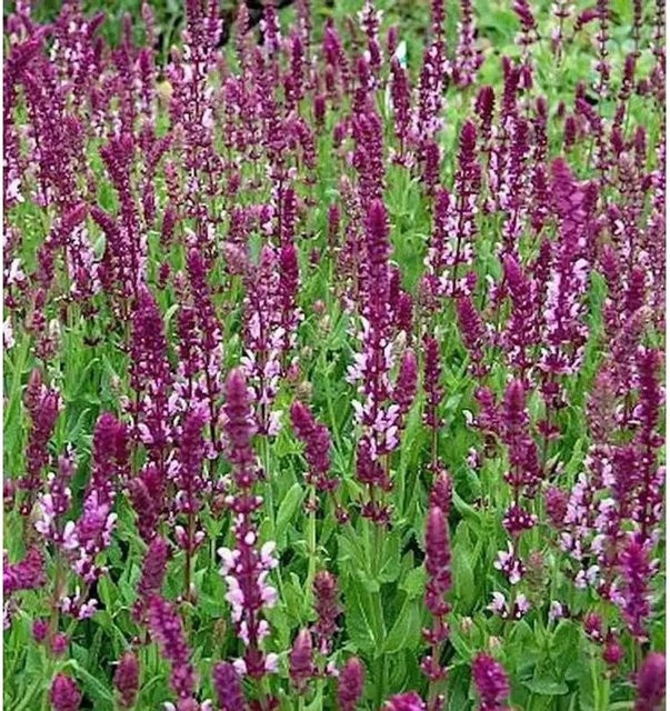 Ziersalbei Rose Queen Salvia nemorosa in Rosa/Purple als mehrjährige Staude für Staudenbeete, Steingärten und als Schnittblume - Bild 1