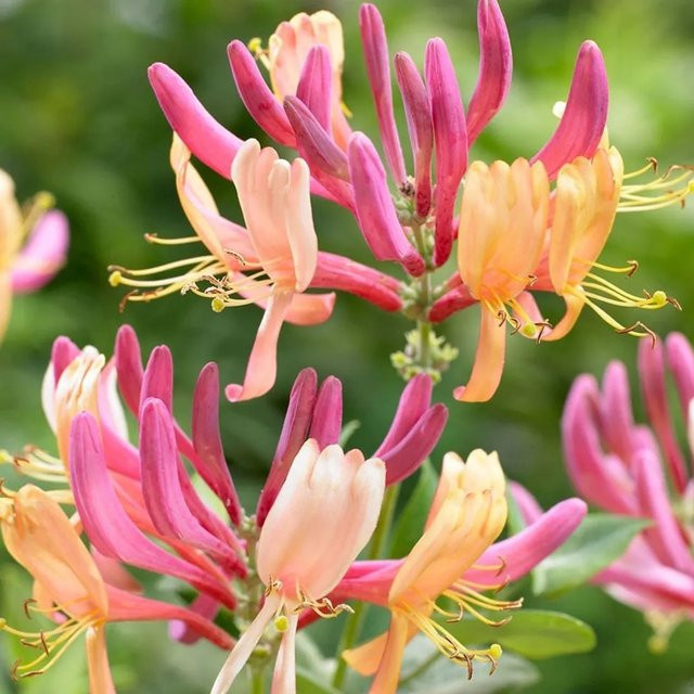 Duftende Feuer-Geißschlinge American Beauty Lonicera heckrottii als Kletterpflanze im Container von Arborix, Höhe: 50 bis 60 cm - Bild 1