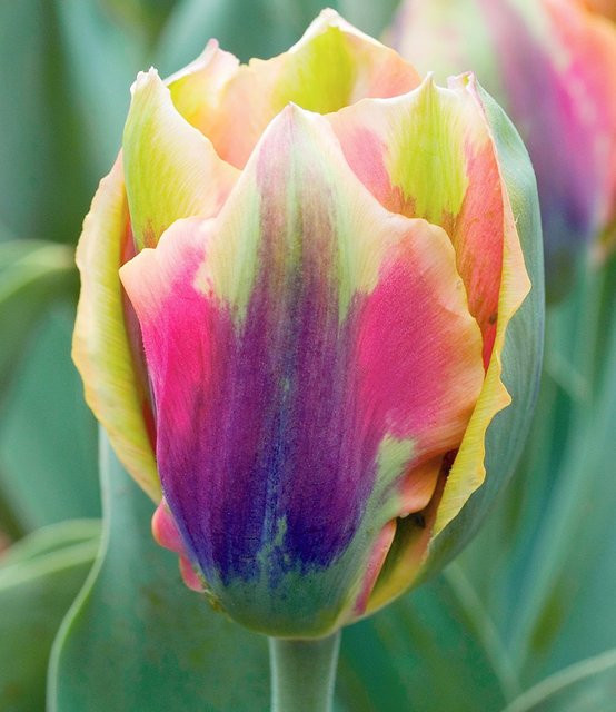 Tulpe Artist - Bild 1