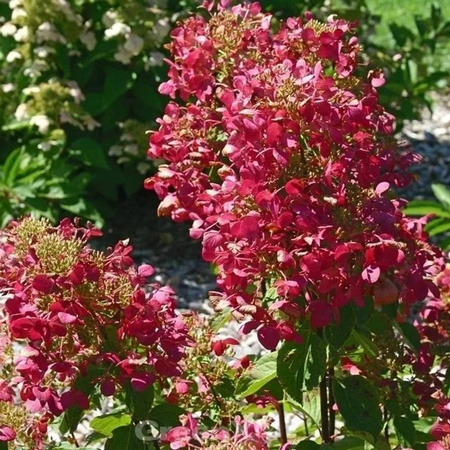 Hochstamm Rispenhortensie Magical Vesuvio Hydrangea paniculata von Nr-01.de in Weiß, Violett, Rot und Pink, Höhe: 60-80 cm