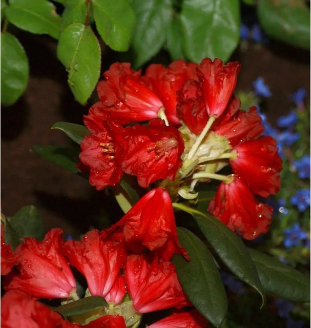 INKARHO Rhododendron Frühlingsglühen Alpenrose in Rot, 30-40 cm Höhe - Bild 1