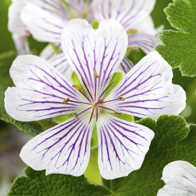BIO Veränderlicher Storchschnabel Geranium versicolor Staude, 3 Stück - Bild 1