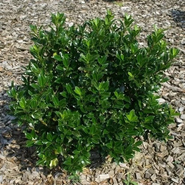 Ilex meserveae Stechpalme Heckenpracht als Hecken- oder Solitärpflanze, Grün - Bild 1