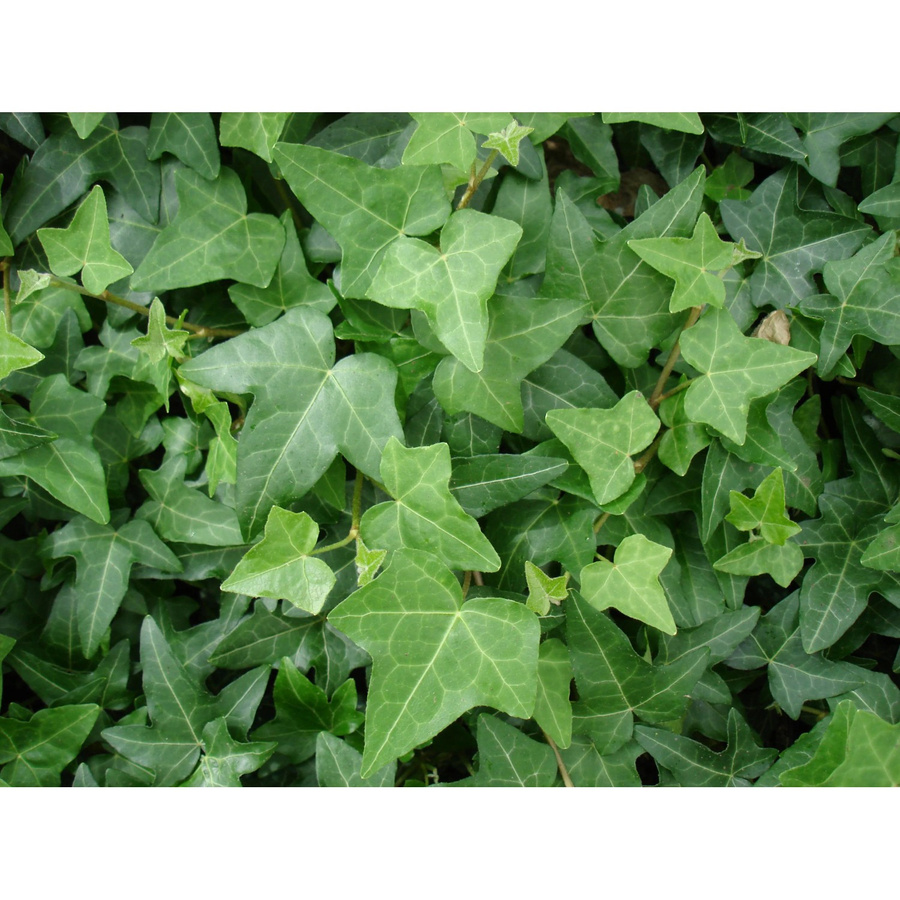 Hedera helix Efeu Kletterpflanze im Topf Durchmesser: 9 cm - Bild 2