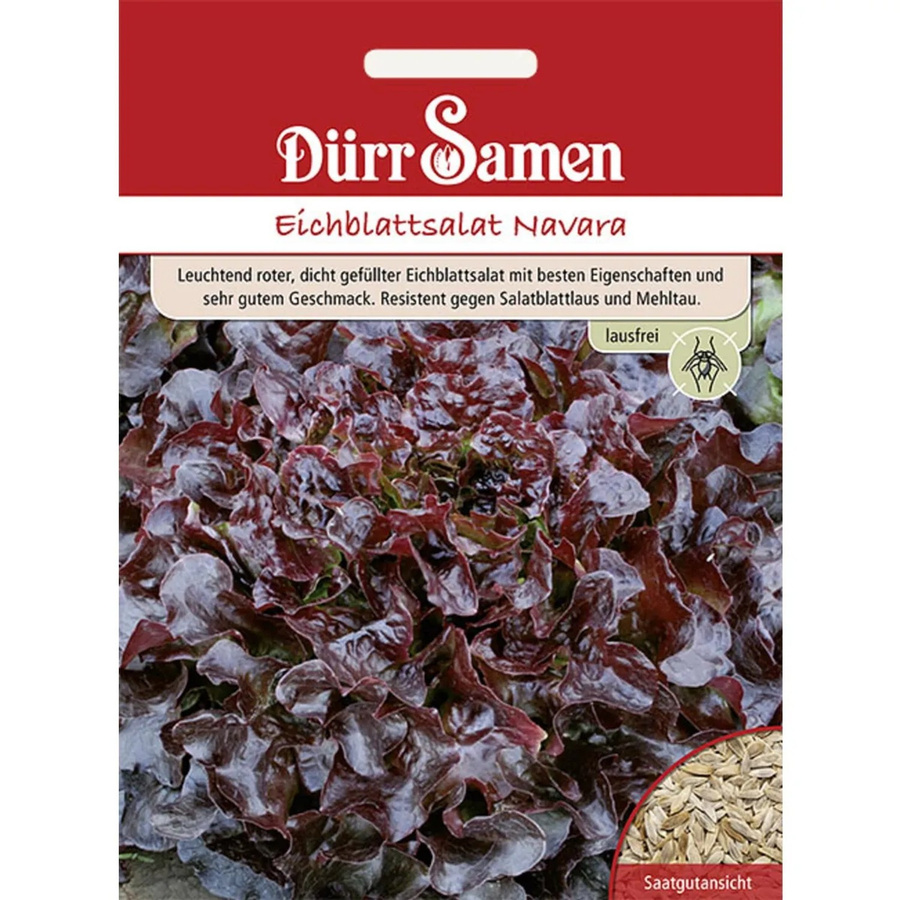Dürr Eichblattsalat Navara Saatgut 100 g - Bild 2