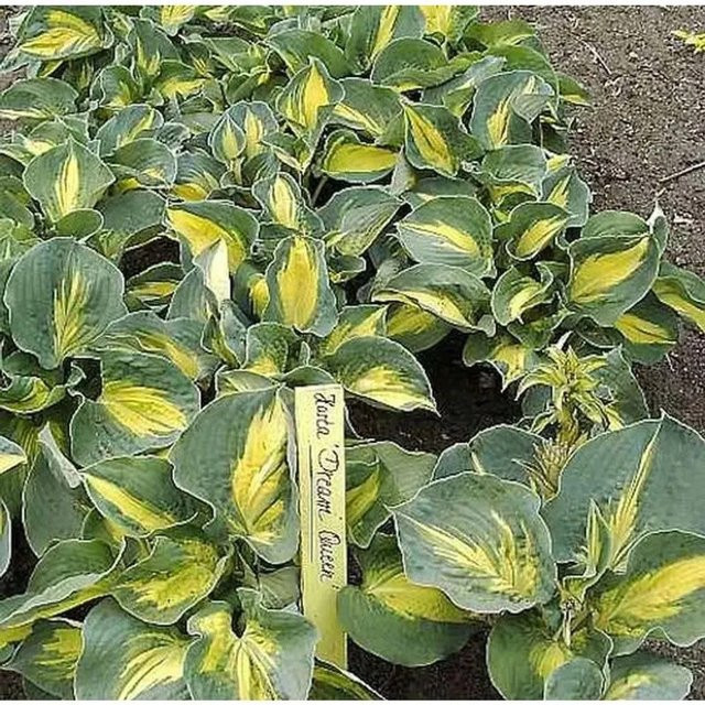 Funkie Dream Queen - Hosta Hybrid grüne Staude für den Garten - Bild 1