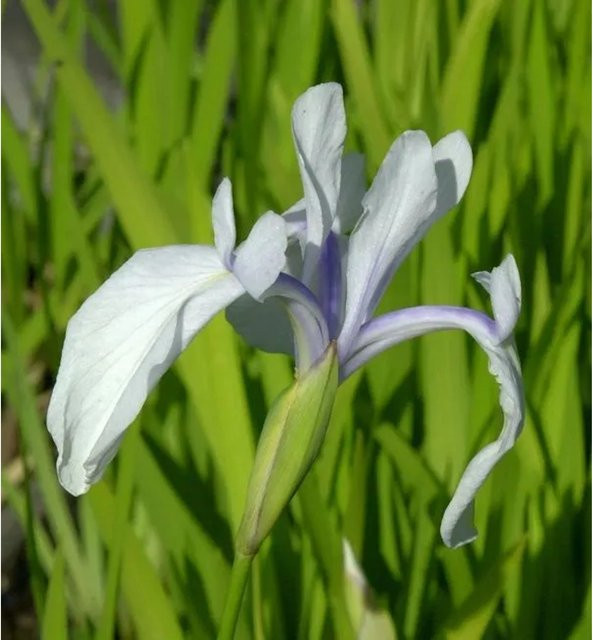 Asiatische Sumpf-Schwertlilie Iris laevigata in lila von Nr-01.de - Bild 1