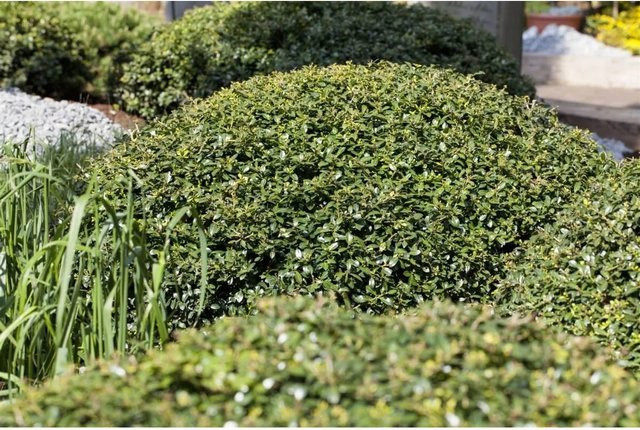 Ilex Crenata Green Lustre Japanische Stechpalme als kugelförmiger Strauch in Grün, Höhe: 105 cm - Bild 1