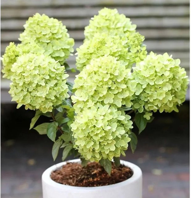 Rispenhortensie Candle Light Hydrangea paniculata von Die Nr-01.de, grün, Höhe: 60-80 cm - Bild 1