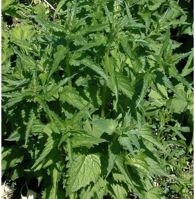 Nesselglockenblume Alba Campanula trachelium weiße Staude für den Außenbereich - Bild 1