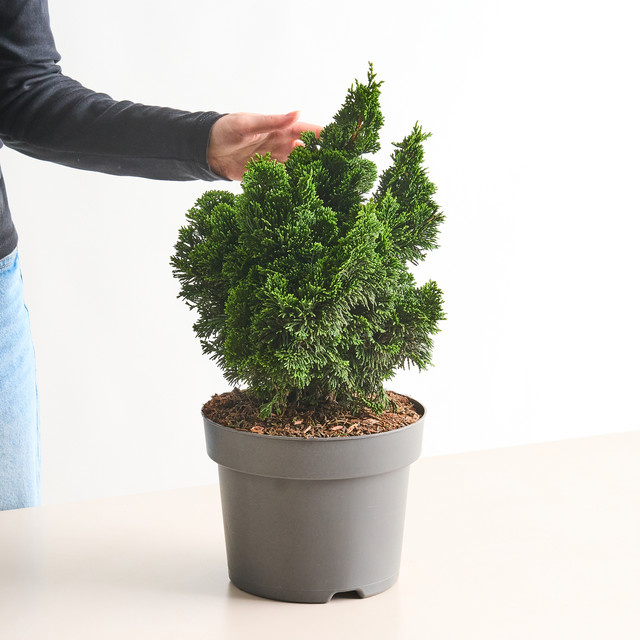 Muschelzypresse Nana Gracilis Chamaecyparis obtusa von BLUME2000 als pflegeleichte Konifere für Garten, Kübel und Bonsai - Bild 1