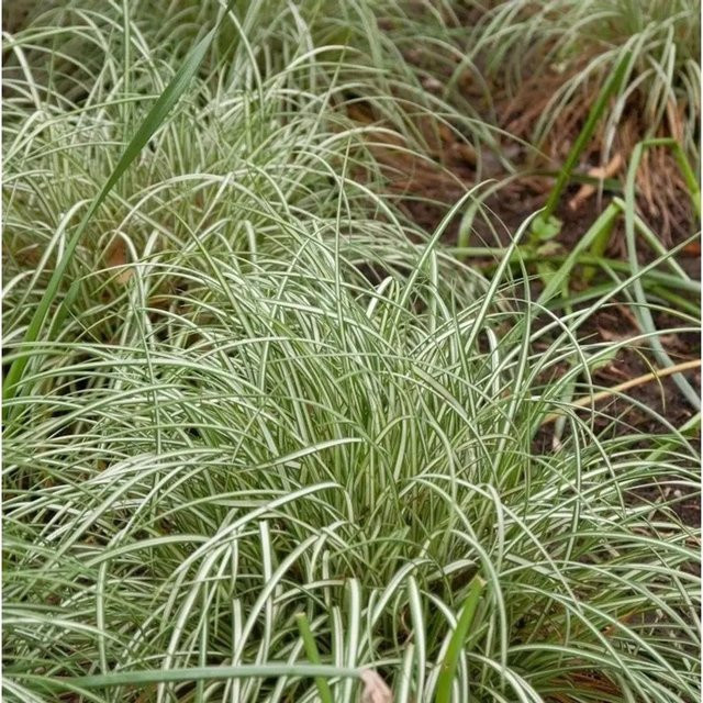 Carex ornithopoda Weißbunte Vogelfuß Segge in Grün-Weiß - Bild 1