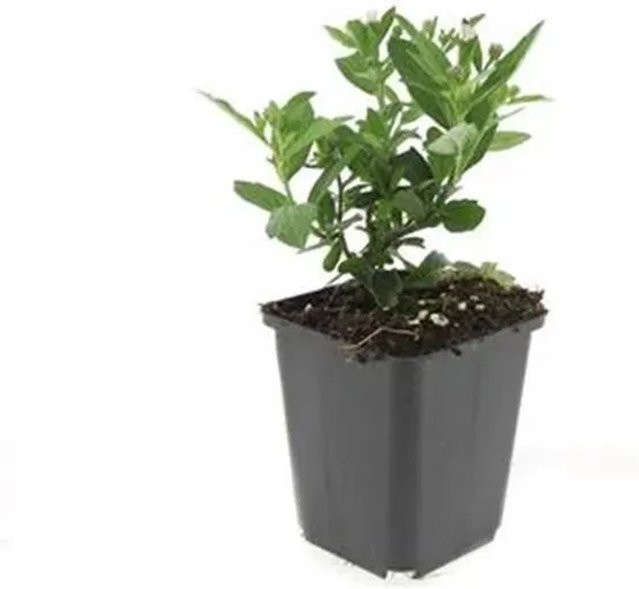 Exotenherz Wilde Aster Aster Ageratioides Stardust Set mit 12 Zierstauden im 9cm Topf - Bild 1