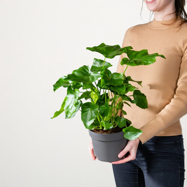 Philodendron Selloum Zimmerpflanze von BLUME2000 in Grün - Bild 1