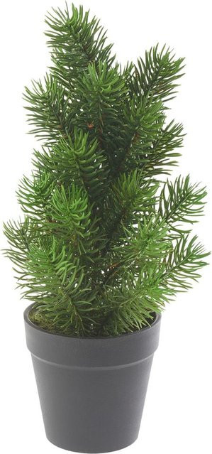 Edeltannenbaum Rory in Grün im Topf für Weihnachten - Bild 1