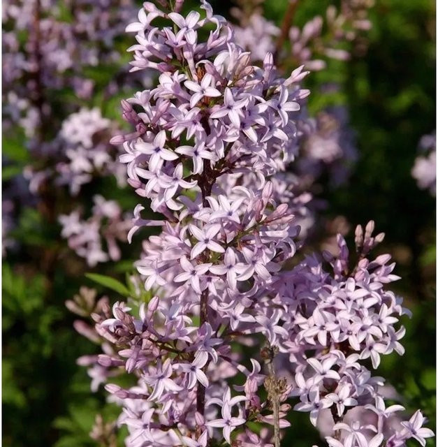 Syringa afghanica Afghanischer Flieder Hochstamm in Lila, Höhe: 60-80 cm - Bild 1