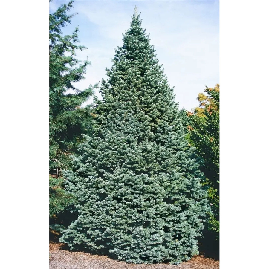 Abies Lasiocarpa Compacta Kompakte Tanne Blaugrün 80–100 cm - Bild 2