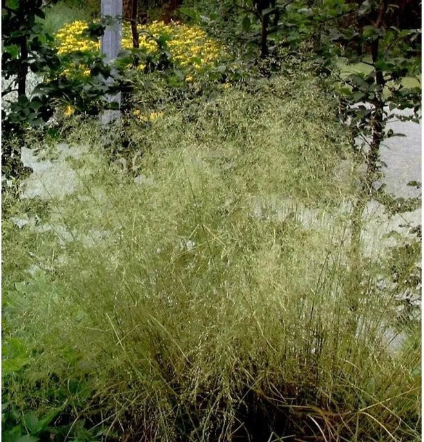 Waldschmiele Palava Deschampsia cespitosa Gräser Grün von Nr-01.de - Bild 1