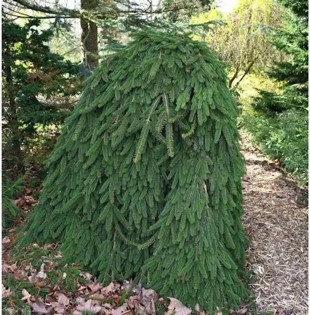 Trauer Hängefichte Picea abies Inversa von Nr-01.de, grüne Konifere für Garten und Steingärten, Höhe: 25-30 cm - Bild 1