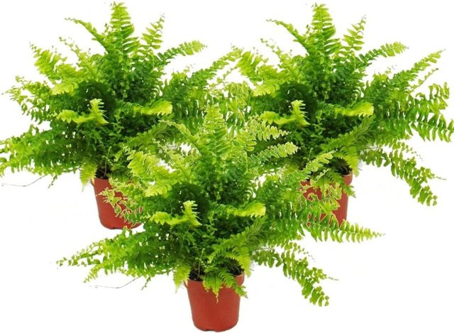 Exotenherz 3er Set Nephrolepis Schwertfarn Grün, Zimmerpflanze im Topf - Bild 1