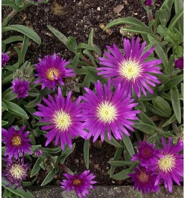 Violettes Mittagsblümchen Delosperma sutherlandii als pflegeleichte Bodendecker-Staude für den Garten - Bild 1