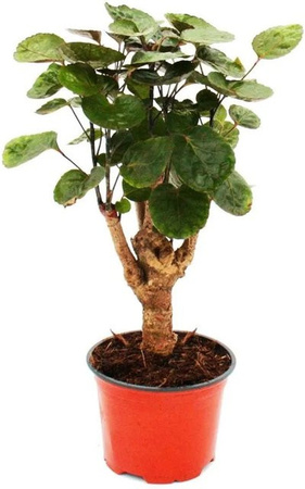 Exotenherz Glänzende Fiederaralie Polyscias Scutellaria Fabian grüne Zimmerpflanze im 12cm Topf