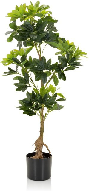 hjh OFFICE Kunstpflanze Schefflera in Grün aus Kunststoff und Stoff - Bild 1