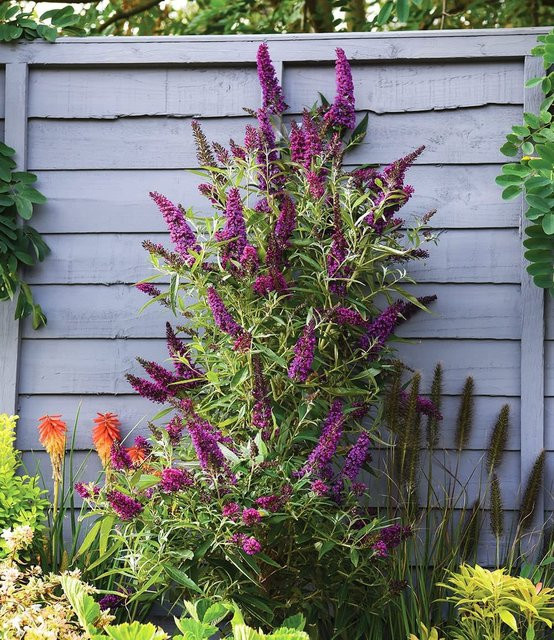 Buddleia 'Straight UP - Butterfly Tower' Sommerflieder Pflanze - Bild 1