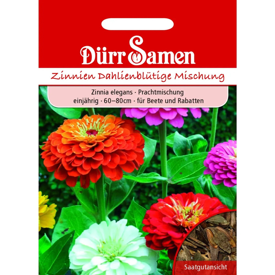 Dürr Samen Zinnien Dahlienblütige Prachtmischung Einjähriges Saatgut für Garten und Beete - Bild 2