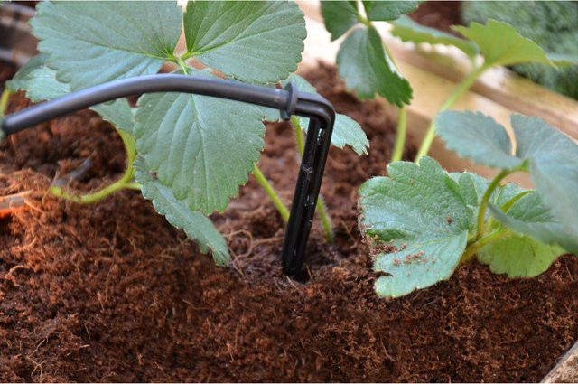 Palram - Canopia Micro-Drip-System Bewässerungssystem für Gewächshäuser - Bild 1