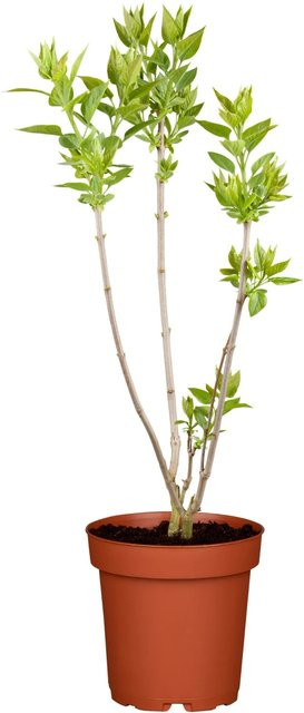 GROW by OBI Zwerg-Duftflieder Tinkerbelle Rosa, Höhe: 50 - 60 cm, Topf-Durchmesser: 3,5 cm, Syringa - Bild 1