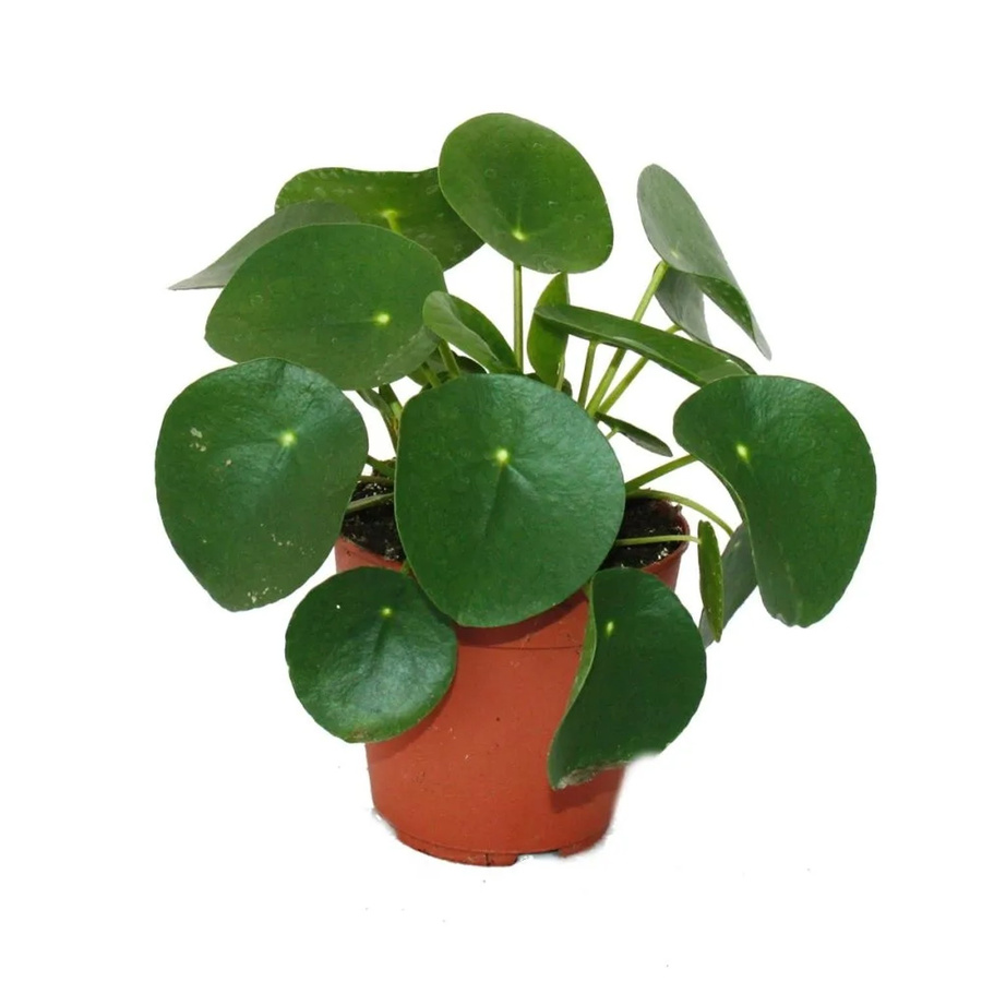 Exotenherz Pilea Peperomioides Glückstaler Chinesischer Geldbaum als Zimmerpflanze im 11 cm Topf - Bild 2