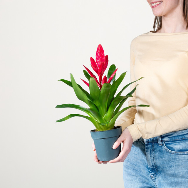 Vriesea Salima Zimmerpflanze von BLUME2000 in Grün, Pink und Rot - Bild 1