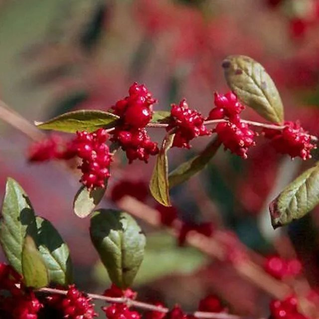 Arborix Schneebeere Magic Berry Symphoricarpos doorenbos Zierstrauch mit pinken und roten Früchten im Container, Höhe: 50 bis 60 cm - Bild 1