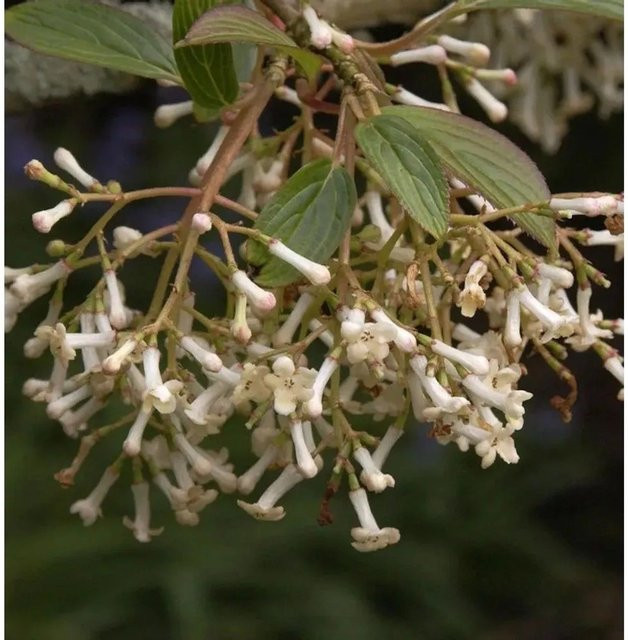 Schneeball Eskimo Viburnum erubes Zierstrauch Weiß Höhe: 25-30 cm - Bild 1