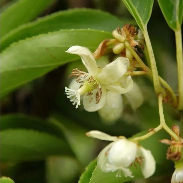 Mini-Kiwi Weiki männlich Actinidia arguta Kletterstrauch von Nr-01.de Höhe: 125-150 cm - Bild 1
