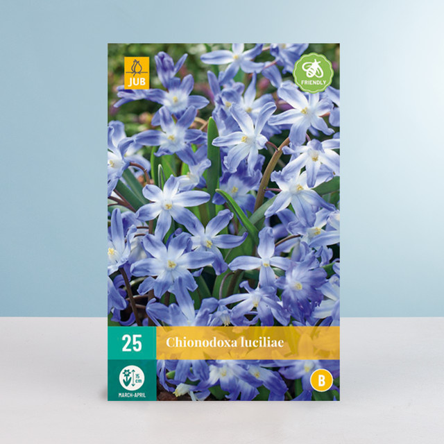Schneeglanz Blumenzwiebeln von BLUME2000, 25 Stück - Bild 1