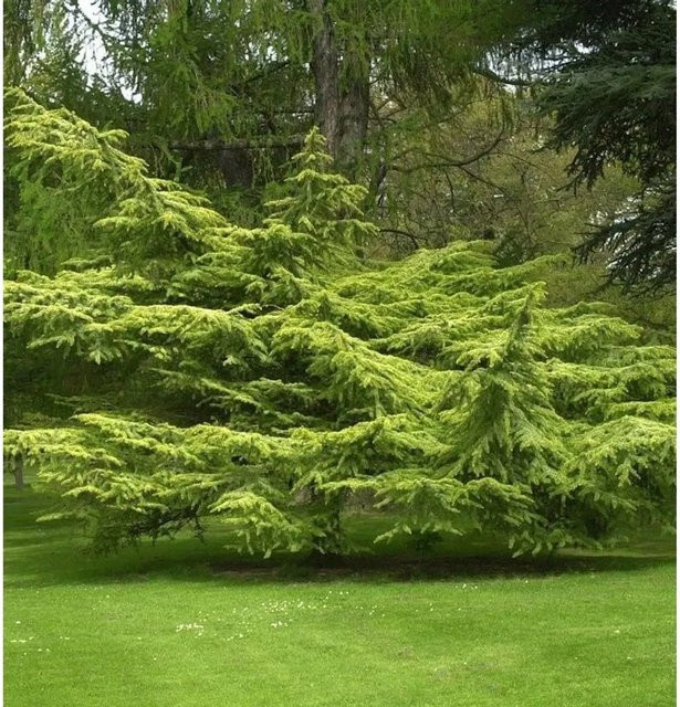 Goldene Atlaszeder Cedrus atlantica Solitärgehölz für deinen Garten, Höhe: 60-80 cm - Bild 1