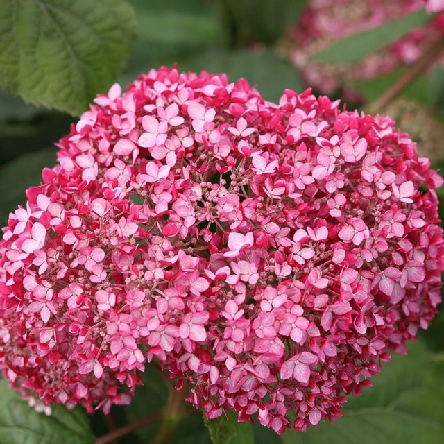 Arborix Hortensie Invincibelle Hydrangea mit rosa Blüten, Höhe: 30 bis 40 cm - Bild 1