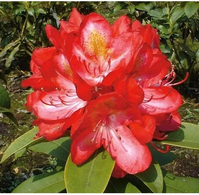 Großblumige Alpenrose Rhododendron Junifeuer in Rot, Höhe: 30-40 cm - Bild 1