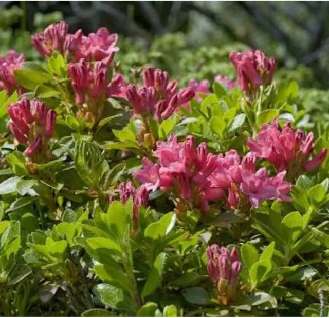 Bewimperte Alpenrose Rhododendron hirsutum als Strauch für deinen Garten, Höhe: 10-15 cm - Bild 1