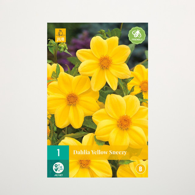Dahlie Yellow Sneezy Knolle von BLUME2000 - Bild 1