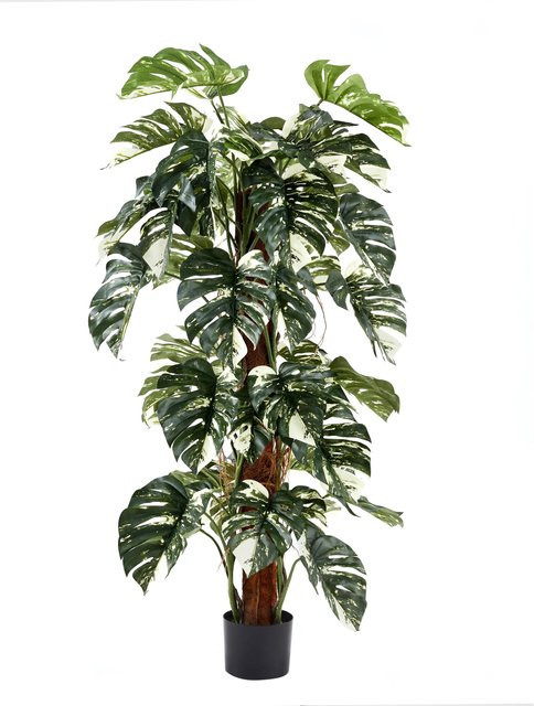 Künstliche Pflanze Aplanta Split-Philodendron Elowen, Grün, Höhe: 150 cm - Bild 1