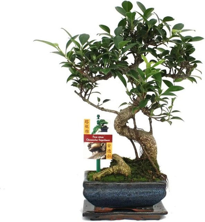 Exotenherz Bonsai Chinesischer Feigenbaum Ficus Retusa im Keramiktopf, ca. 6 Jahre alt, Grün