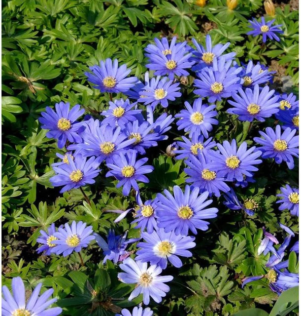 Balkanwindröschen Anemone blanda als mehrjährige Pflanze für den Freilandgarten - Bild 1
