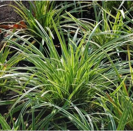 Carex foliosissima Teppich Japan Segge Ice Dance in Grün, Topfpflanze
