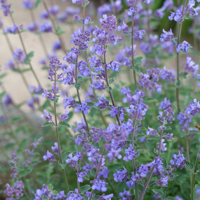 Nepeta Summer Katzenminze in Violett als mehrjährige Zierpflanze für deinen Garten - Bild 1