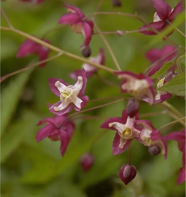 Epimedium rubrum Elfenblume rot von Nr-01.de als winterharte Bodendecker-Staude für den Garten - Bild 1