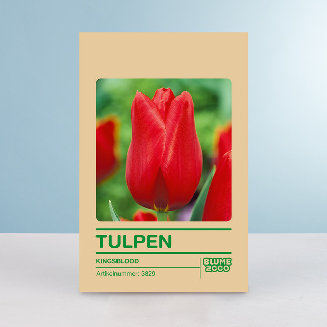 Tulpenzwiebeln Kingsblood Späte Tulpe von BLUME2000, 10 Stück - Bild 1